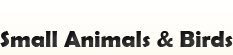 Small Animals & Birds